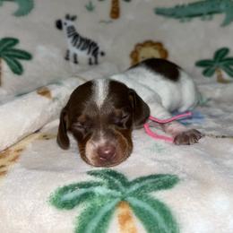 Daisy - Piebald female Dachshund puppy in Springfield, Tennessee from Savannah’s Doxie Palace