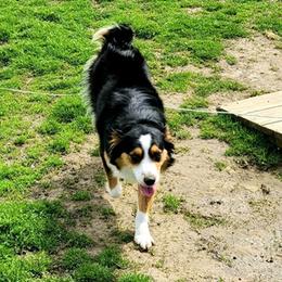 Miniature Australian Shepherds from Little Wabash C M Pretty Aussies