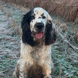 English Springer Spaniels from Cove Acres Springers