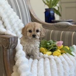 Penny - Ruby female Cavachon puppy in Draper, Utah from Cavachon Love Chocolate Cavaliers, Cavaliers, Cavachon’s, Cavapoos