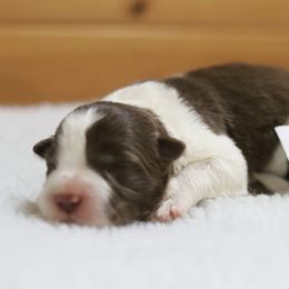 AKC Grand Champion Sired (RF) - Red female Border Collie puppy in Noble, Oklahoma from CheckItOut Border Collies