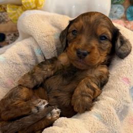 Eli - Dapple male Dachshund puppy in Hensley, Arkansas from The Dachshund Barn