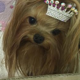 Pomeranians and Yorkshire Terriers from Alex Saucedo's Pomeranians and Yorkshire Terriers