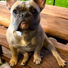 Jessie - French Bulldog