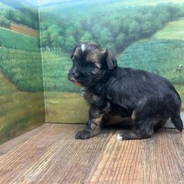 Enya's Puff Boy - Black white and tan male Chinese Crested puppy in Lexington, Michigan from Affinity