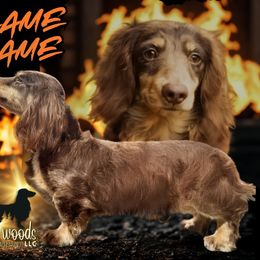 UK IMPORT FLAME GAME - Dachshund
