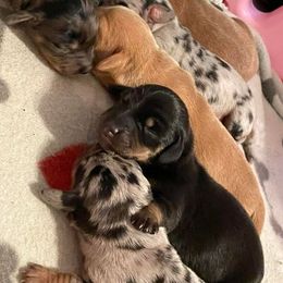 "WillowMoons Litter May 2022" Dachshund Puppies from Willow Moons Dachshunds