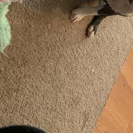 American Staffordshire Terrier and Lowchen Puppies from Lelani