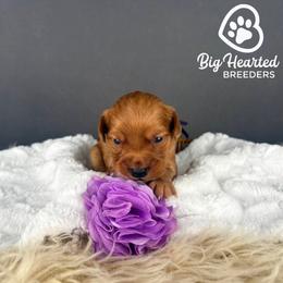 Bunny - Red  female Goldendoodle puppy in Utah County, Utah from Big Hearted Breeders