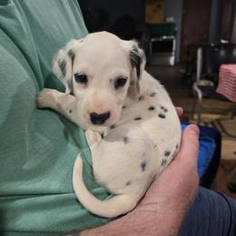 Boy 1 - White and black male Dalmatian puppy in New York, New York from Drake's Dalmatians