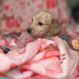 Honeysuckle - Cream female Dachshund puppy in Bristol, Tennessee from It's Mini Wieners Baby
