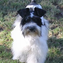 Eris - Miniature Schnauzer