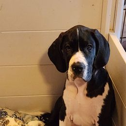 Mantle Female 1 - Mantle female Great Dane puppy in Gig Harbor, Washington from Lakaya Danes