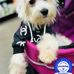 Miracle - White Maltipoo puppy in San Francisco, California from Royallpoos