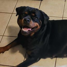 Presley - Rottweiler