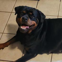 Presley - Rottweiler