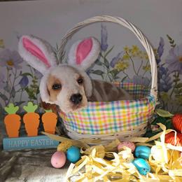 Zevra - Lemon and white female Basset Hound puppy in Bellaire, Ohio from Blessed Bassets