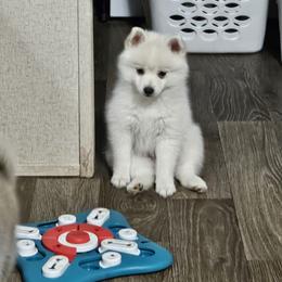 Marshmallow - White male Pomsky puppy in Edmonton, Kentucky from Spillman's Specialty Breeding