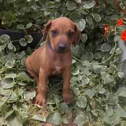 Mighty - Rd whtn blk nose male Rhodesian Ridgeback puppy in Carney, Oklahoma from River Run Parson Russell terriers & River Run Ridgebacks