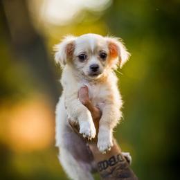 Lucas - Cream and white male Chihuahua puppy in Knowlton Township, New Jersey from Augenblick Kennels