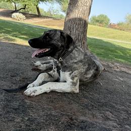 Boy 3 - male Anatolian Shepherd Dog puppy in Queen Creek, Arizona from Saddle Creek Shepherds