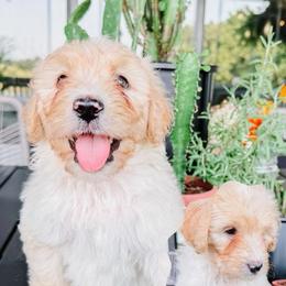 Leo Light Blue - Fawn and white male Sheepadoodle puppy in Republic, Missouri from DOOD & Co