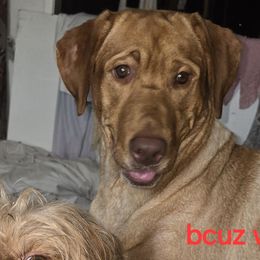 Labrador Retrievers from Valentine's Red Fox Labrador Retrievers