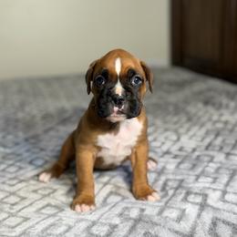 Girl 3 - Fawn female Boxer puppy in Prestonsburg, Kentucky from Bre’s Boxers
