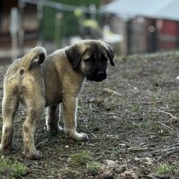 H.D Green Boy - Fawn male Anatolian Shepherd Dog puppy in Frenchtown, Montana from Apex Anatolians