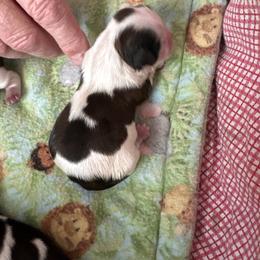 Boy 3 Honey - Gold and white male Shih Tzu puppy in Madras, Oregon from Maridee’s ShihTzu