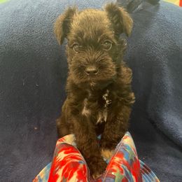 Samuel - Black male Miniature Schnauzer puppy in Palestine, Texas from Miniature Schnauzer Puppies of Palestine Tx