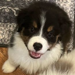 Girl 2 - Black tri-color Australian Shepherd puppy in Carr, Colorado from Tomahawk Australian Shepherds
