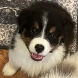 Girl 2 - Black tri-color Australian Shepherd puppy in Carr, Colorado from Tomahawk Australian Shepherds