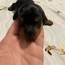 Dachshund Puppies from Sassy Kat’s Dachshunds