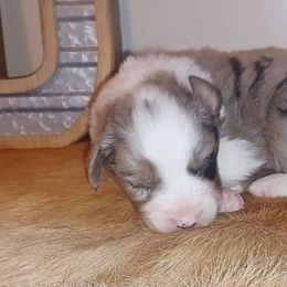 Australian Shepherd and Miniature Australian Shepherd Puppies from Donaldson Aussies