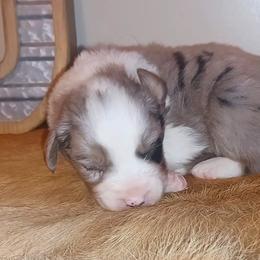 Australian Shepherd and Miniature Australian Shepherd Puppies from Donaldson Aussies