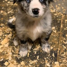 Australian Shepherd Puppies from Bell’s Down ‘n Dirty Australian Shepherds