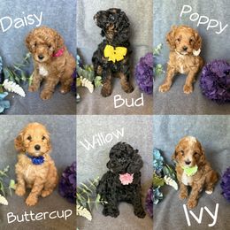 Cavapoo puppies from AZ Cavapoos