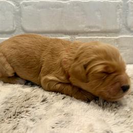 Red Collar Girl - Red  female Goldendoodle puppy in San Augustine, Texas from Vintage Doodles