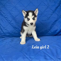 Leia girl 2 - Black and white female Siberian Husky puppy in Ocala, Florida from Florida Husky Puppies