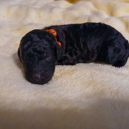 Orange - Black female Poodle puppy in Big Rapids, Michigan from Meeker's Ridge Standard Poodles
