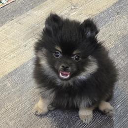 Snickers - Black and tan parti male Pomeranian puppy in Bells, Texas from Lollipoppoms