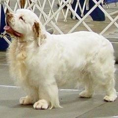 Clumber Spaniels from Linda Sidorovich