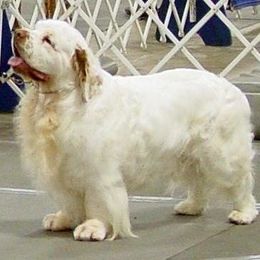 Clumber Spaniels from Linda Sidorovich