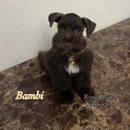 Bambi - Liver female Miniature Schnauzer puppy in San Antonio, Texas from Texas Blessed Schnauzers