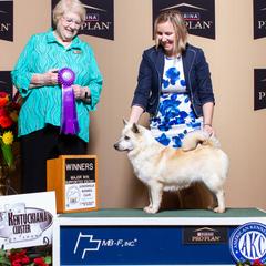 Maska - Icelandic Sheepdog