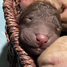 Labradoodle Puppies from Silver State Labradoodles