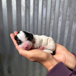 Colt - Tri-color male Bernedoodle puppy in Yuba City, California from Ranch House Doodles
