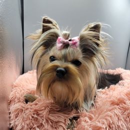 Davina - Yorkshire Terrier