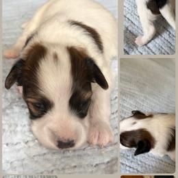 Tiger - White and sable male Papillon puppy in Blossvale, New York from Glenara Collies & Papillons